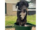 Adopt Ocean a Great Dane