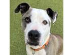 Adopt Hampton a American Staffordshire Terrier, Pit Bull Terrier