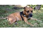 Adopt STUDLEY (aka Stud Muffin) a American Staffordshire Terrier