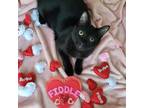 Adopt Fiddle a Domestic Short Hair, Bombay