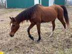 Adopt Cinnamon a Arabian