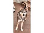 Adopt Twilight needs a foster/adopter! a Husky, German Shepherd Dog