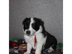Border Collie Puppy for sale in Crawfordsville, IN, USA