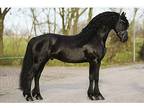 Beautiful Sterling Horse