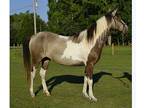 Buckskin pinto mare