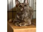 Adopt Eva a Dilute Calico, American Shorthair