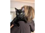 Adopt Kiki and Cole a Bombay, Domestic Short Hair