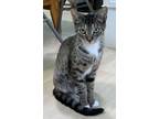 Adopt Irene a Tabby, Domestic Short Hair