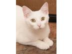 Adopt Dahlia (gets adopted with Aspen) a Domestic Short Hair