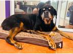 Adopt Bixbite a Rottweiler