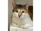 Adopt Sweet Tea a Domestic Short Hair