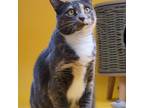 Adopt Donna a Calico or Dilute Calico Domestic Shorthair cat in Frankfort