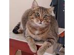 Adopt Joy a Tiger Striped Domestic Shorthair cat in Frankfort, KY (36963892)