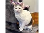 Adopt Pandora a White Domestic Shorthair / Mixed cat in Port Washington