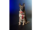 Adopt Stella a German Shepherd Dog