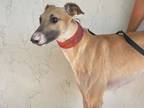 Adopt Najee a Greyhound