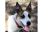 Adopt Roscoe a White - with Tan, Yellow or Fawn Cattle Dog / Basset Hound /