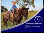 Miniature Kid Safe Trail and Driving Pony - Available on [url removed]