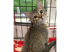 Adopt Giggles a Brown Tabby Domestic Shorthair (short coat) cat in Houston