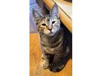 Adopt Destiny a Tan or Fawn Tabby Domestic Shorthair (short coat) cat in Garden