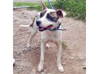 Adopt Luka a White - with Brown or Chocolate Pit Bull Terrier / Mixed Breed