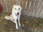 Adopt Max a Tan/Yellow/Fawn Great Pyrenees / Golden Retriever / Mixed dog in