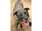 Adopt Rocky a Brindle Mastiff dog in Camden, DE (36968983)