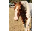 Adopt Moon a Paint Paint/Pinto horse in Jacksonville, OR (36972652)