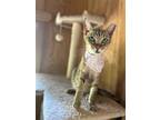Adopt Sahara a Tan or Fawn Tabby Domestic Shorthair (short coat) cat in Odessa