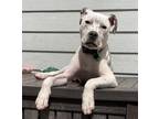 Adopt Tate a White - with Black Pit Bull Terrier / Mixed Breed (Medium) / Mixed