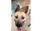 Adopt Sammie a Tan/Yellow/Fawn Mixed Breed (Large) / Mixed dog in Gary