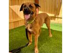 Adopt Robbie a Brown/Chocolate Black Mouth Cur / Chow Chow / Mixed dog in