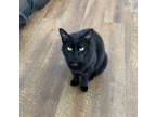 Adopt Stitch a All Black Domestic Shorthair cat in Massillon, OH (37209122)