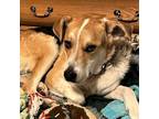 Adopt Karsen a Australian Cattle Dog / Australian Shepherd / Mixed dog in Fort