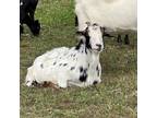 Adopt Jessica a Goat