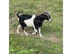 Adopt Jolene a Goat