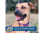 Adopt Zoey a Mountain Cur