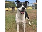 Adopt Emily a Border Collie, Mixed Breed