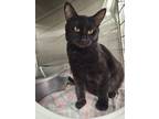 Adopt Claudia (Sponsored) a Domestic Short Hair