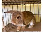 Adopt Sasha Bunny a Bunny Rabbit