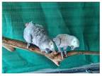 RSEE 2 African Grey Parrots Birds available