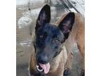 Adopt Cagney fka Leila - located in CENTRAL TX a Belgian Shepherd / Malinois