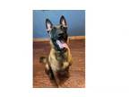 Adopt Nadia - Located in Alabama a Belgian Shepherd / Malinois