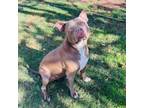 Adopt Blythe a Pit Bull Terrier