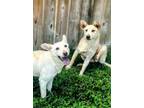 Adopt Dallas & Sweet Pea - Bonded Pair a White German Shepherd, Mixed Breed