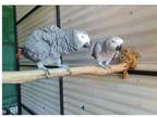 GHC 2 African Grey Parrots Birds available