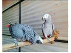 LACC 2 African Grey Parrots Birds available
