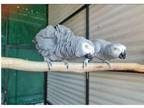 CRRM 2 African Grey Parrots Birds available