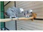 TQ 2 African Grey Parrots Birds available