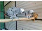 MER 2 African Grey Parrots Birds available